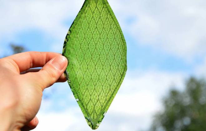 Folha de Seda. A primeira folha sintética capaz de gerar oxigênio.
